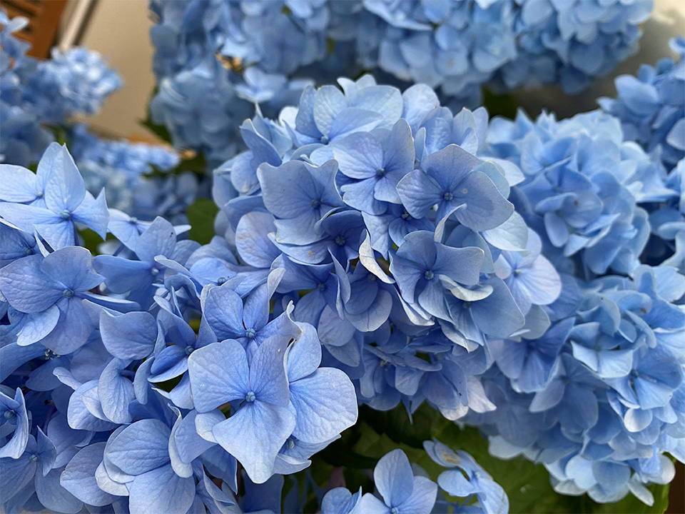 紫陽花が咲きました